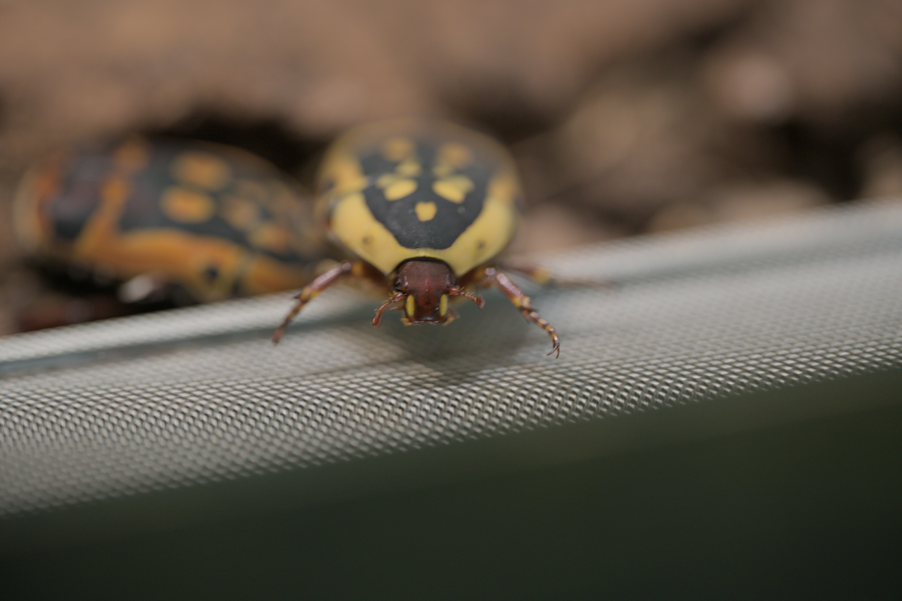 2025/10/12 - zoo/DSC_0227.jpg